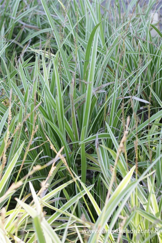 Weißrandrige Teppich-Segge „Icedance“ 3 Weißrandrige Teppich-Segge „Icedance“
