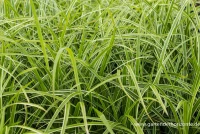 Weißrandrige Teppich-Segge „Icedance“ 8 Weißrandrige Teppich-Segge „Icedance“ – Bild 6