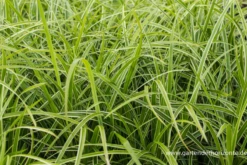 Weißrandrige Teppich-Segge „Icedance“ 11 Weißrandrige Teppich-Segge „Icedance“ -Blumen Risse Verkaufsladen P2000864 2 800x800