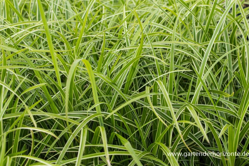 Weißrandrige Teppich-Segge „Icedance“ 4 Weißrandrige Teppich-Segge „Icedance“ – Bild 2