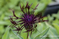 Berg-Flockenblume „Jordy“