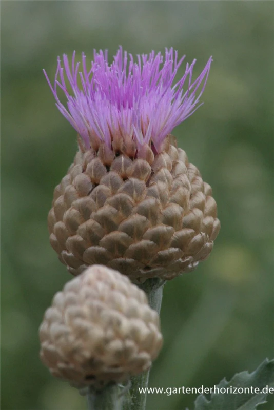 Flockenblume „Pulchra Major““ 3 Flockenblume „Pulchra Major““