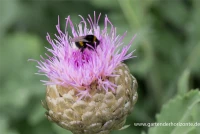 Flockenblume „Pulchra Major““ 13 Flockenblume „Pulchra Major““ – Bild 11