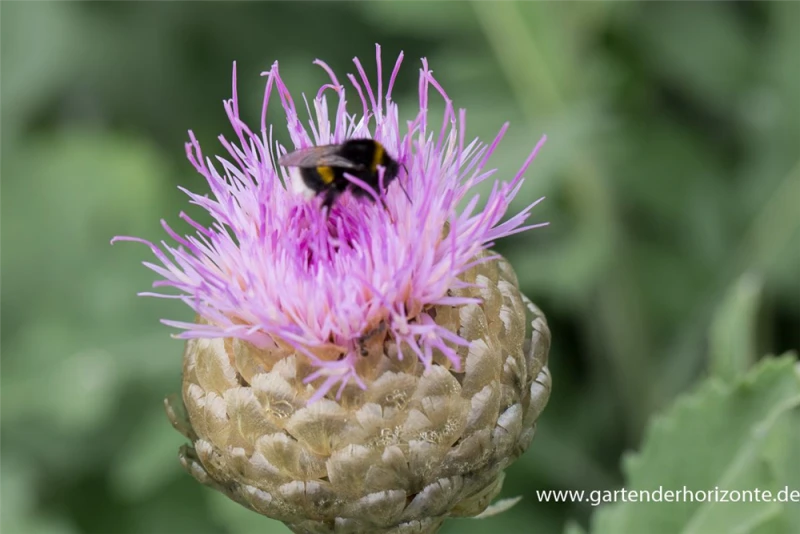 Flockenblume „Pulchra Major““ 4 Flockenblume „Pulchra Major““ – Bild 2