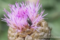 Flockenblume „Pulchra Major““ 14 Flockenblume „Pulchra Major““ – Bild 12