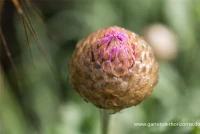 Flockenblume „Pulchra Major““ 15 Flockenblume „Pulchra Major““ – Bild 13