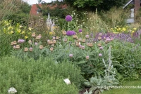 Flockenblume „Pulchra Major““ 16 Flockenblume „Pulchra Major““ – Bild 14