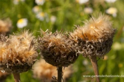 Flockenblume „Pulchra Major““ 25 Flockenblume „Pulchra Major““ -Blumen Risse Verkaufsladen P2000898 6 800x800
