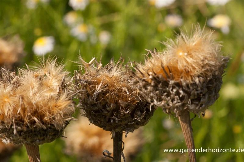 Flockenblume „Pulchra Major““ 8 Flockenblume „Pulchra Major““ – Bild 6