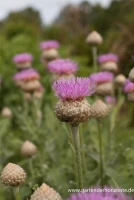 Flockenblume „Pulchra Major““ 18 Flockenblume „Pulchra Major““ – Bild 16