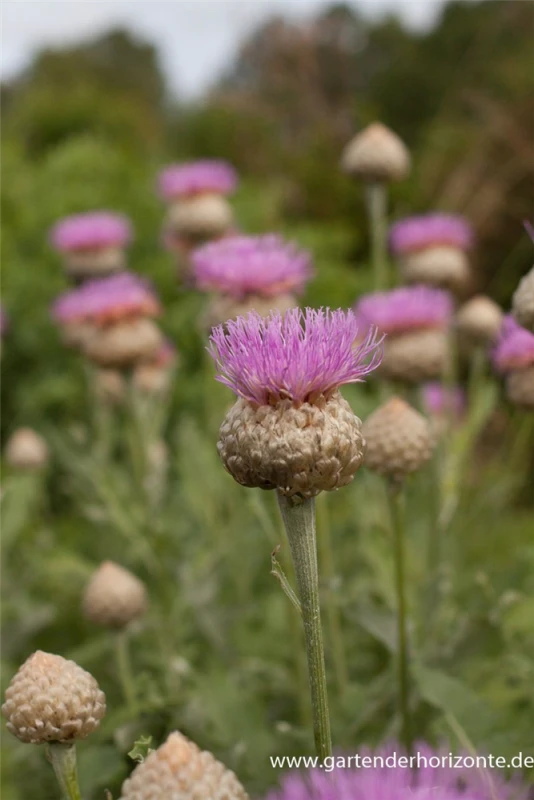 Flockenblume „Pulchra Major““ 9 Flockenblume „Pulchra Major““ – Bild 7