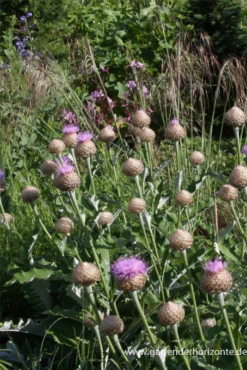 Flockenblume „Pulchra Major““ 27 Flockenblume „Pulchra Major““ -Blumen Risse Verkaufsladen P2000898 8 800x800