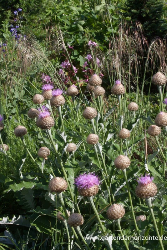 Flockenblume „Pulchra Major““ 10 Flockenblume „Pulchra Major““ – Bild 8