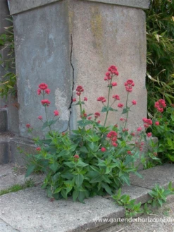 Rotblühende Spornblume „Coccineus“ 9 Rotblühende Spornblume „Coccineus“ -Blumen Risse Verkaufsladen P2000901 1 800x800