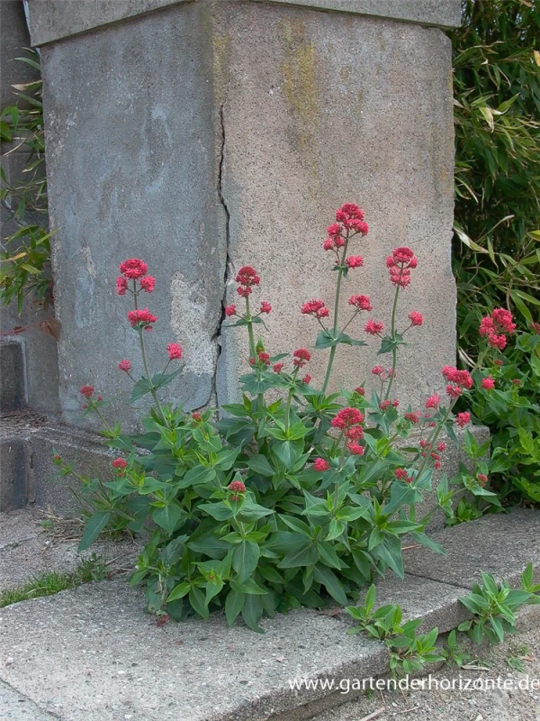 Rotblühende Spornblume „Coccineus“ 4 Rotblühende Spornblume „Coccineus“ – Bild 2