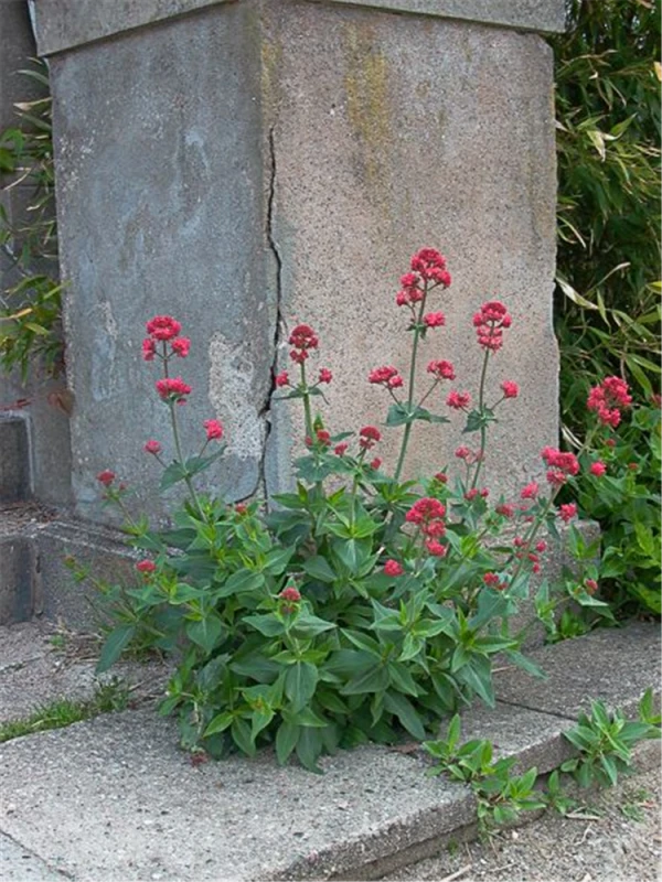Rotblühende Spornblume „Coccineus“ 3 Rotblühende Spornblume „Coccineus“