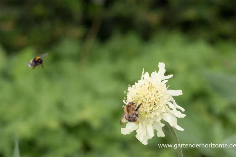 Großer Schuppenkopf 3 Großer Schuppenkopf