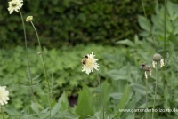 Großer Schuppenkopf 8 Großer Schuppenkopf – Bild 6