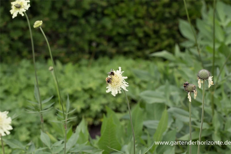 Großer Schuppenkopf 4 Großer Schuppenkopf – Bild 2