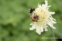 Großer Schuppenkopf 9 Großer Schuppenkopf – Bild 7