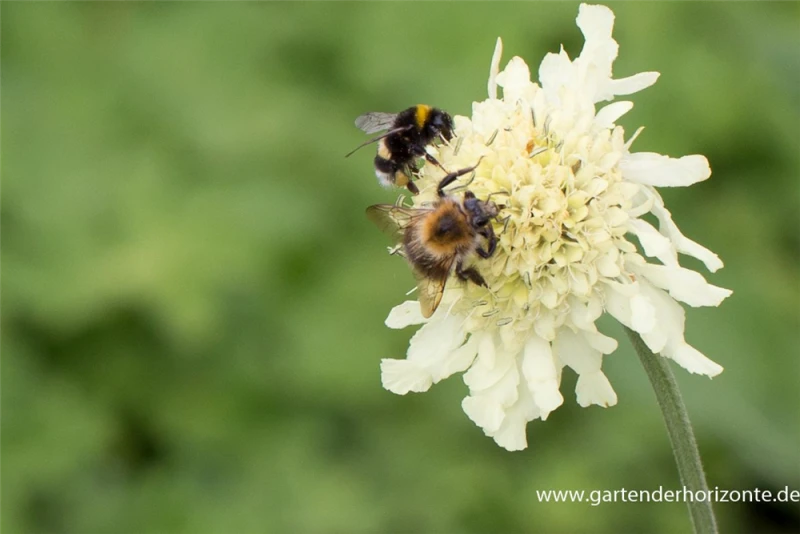 Großer Schuppenkopf 5 Großer Schuppenkopf – Bild 3