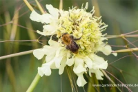 Großer Schuppenkopf 10 Großer Schuppenkopf – Bild 8