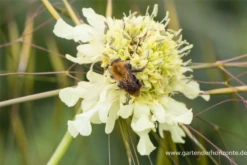 Großer Schuppenkopf 13 Großer Schuppenkopf -Blumen Risse Verkaufsladen P2000903 4 800x800