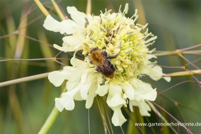 Großer Schuppenkopf 6 Großer Schuppenkopf – Bild 4