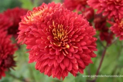 Winteraster „Brennpunkt“