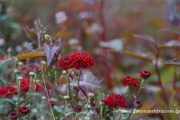 Winteraster „Brockenfeuer“ 8 Winteraster „Brockenfeuer“ – Bild 6