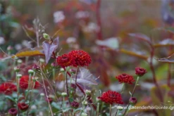 Winteraster „Brockenfeuer“ 11 Winteraster „Brockenfeuer“ -Blumen Risse Verkaufsladen P2000932 2 800x800
