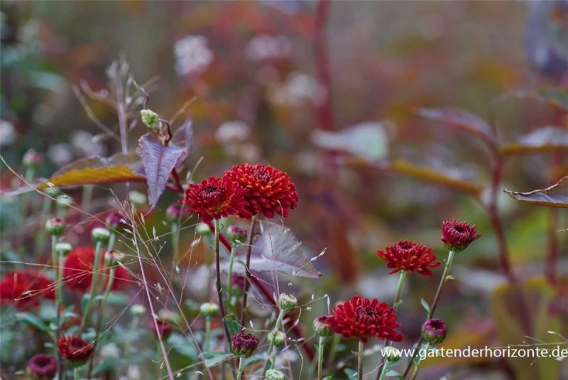 Winteraster „Brockenfeuer“ 4 Winteraster „Brockenfeuer“ – Bild 2