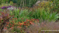 Winteraster „Brockenfeuer“ 12 Winteraster „Brockenfeuer“ -Blumen Risse Verkaufsladen P2000932 3 800x800