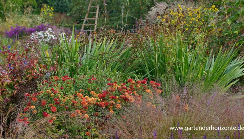 Winteraster „Brockenfeuer“ 5 Winteraster „Brockenfeuer“ – Bild 3