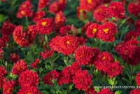 Winteraster „Brockenfeuer“ 10 Winteraster „Brockenfeuer“ – Bild 8