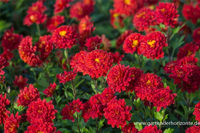 Winteraster „Brockenfeuer“ 6 Winteraster „Brockenfeuer“ – Bild 4