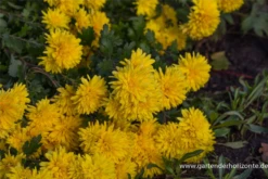 Winteraster „Friederike“