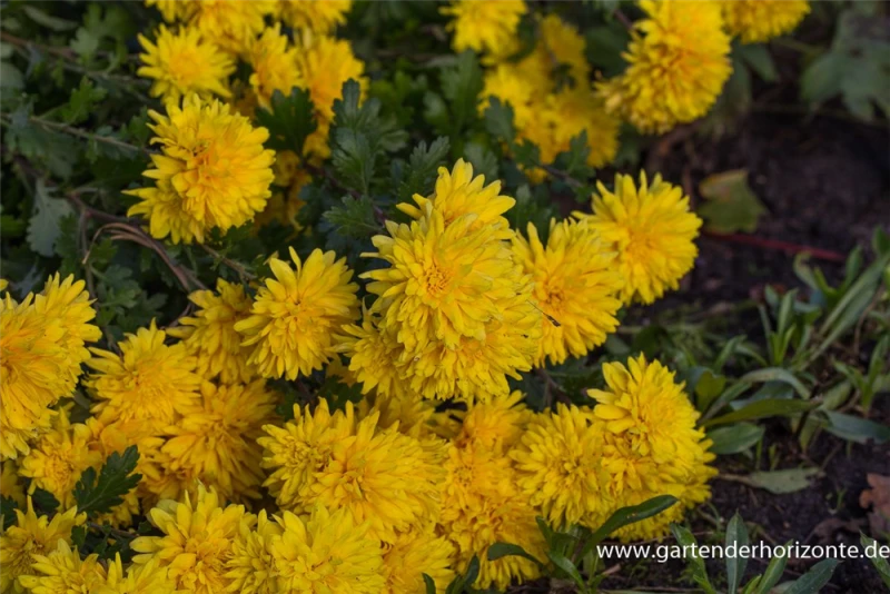 Winteraster „Friederike“ 3 Winteraster „Friederike“