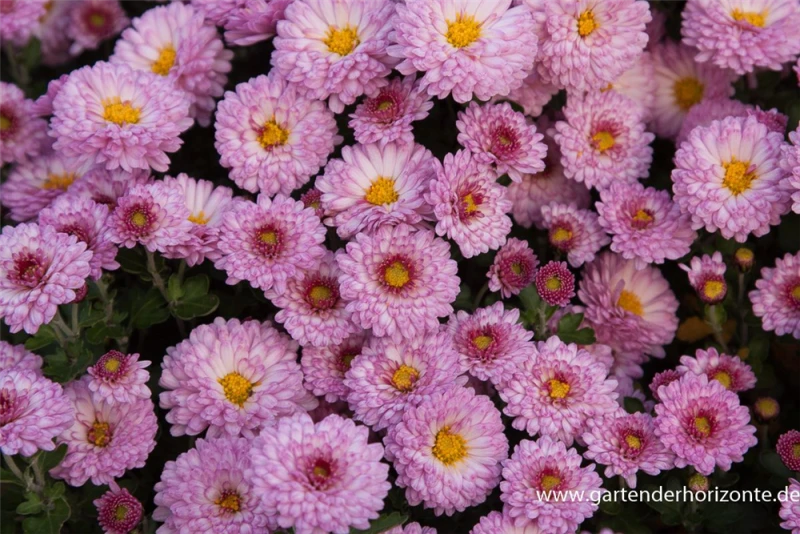 Winteraster „Mei-kyo“ 3 Winteraster „Mei-kyo“