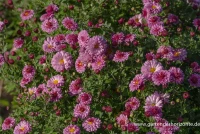 Winteraster „Mei-kyo“ 7 Winteraster „Mei-kyo“ – Bild 5