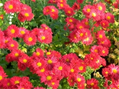 Winteraster „Oktoberpracht“