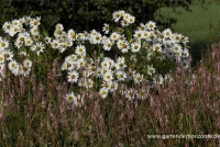 Herbstmargerite 11 Herbstmargerite – Bild 9