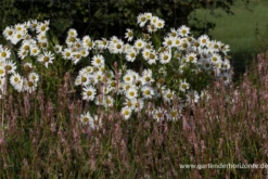 Herbstmargerite 17 Herbstmargerite -Blumen Risse Verkaufsladen P2000982 2 800x800