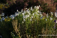 Herbstmargerite 13 Herbstmargerite – Bild 11