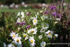 Herbstmargerite 20 Herbstmargerite -Blumen Risse Verkaufsladen P2000982 5 800x800
