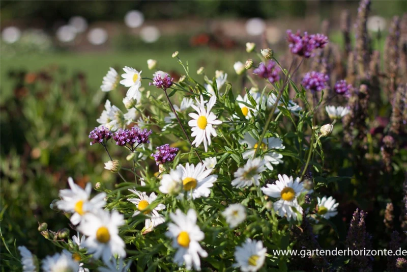 Herbstmargerite 7 Herbstmargerite – Bild 5