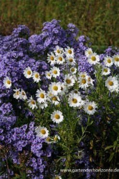 Herbstmargerite 22 Herbstmargerite -Blumen Risse Verkaufsladen P2000982 7 800x800