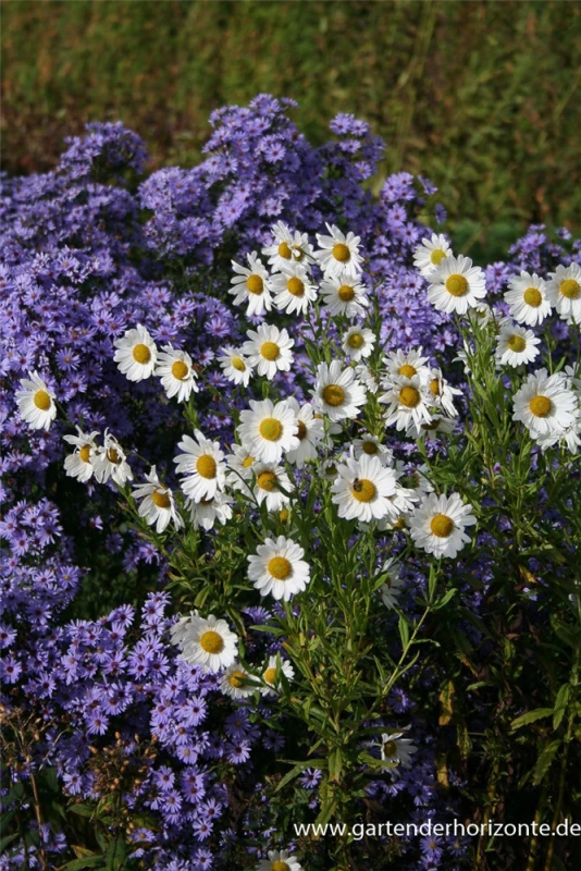 Herbstmargerite 9 Herbstmargerite – Bild 7