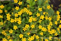 Goldkörbchen 8 Goldkörbchen – Bild 6