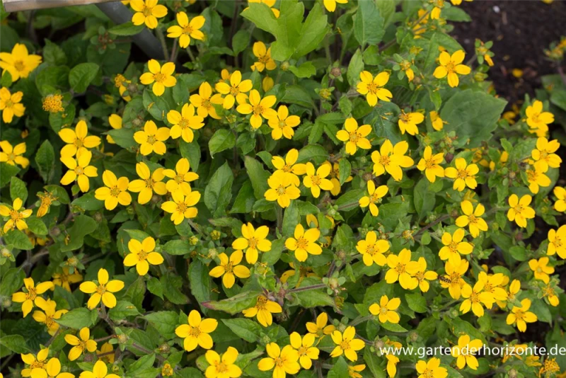 Goldkörbchen 3 Goldkörbchen